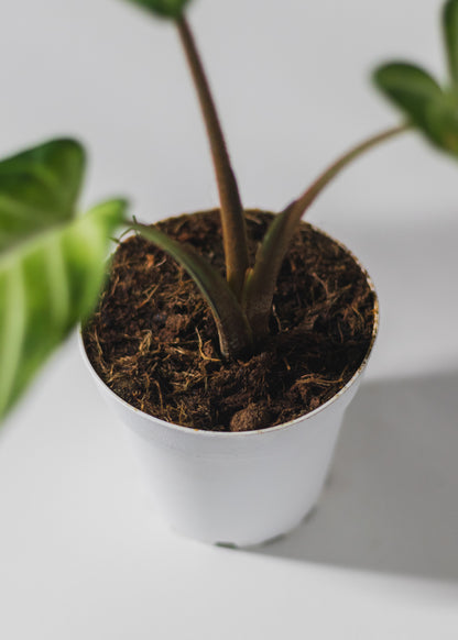 Caladium Lindenii