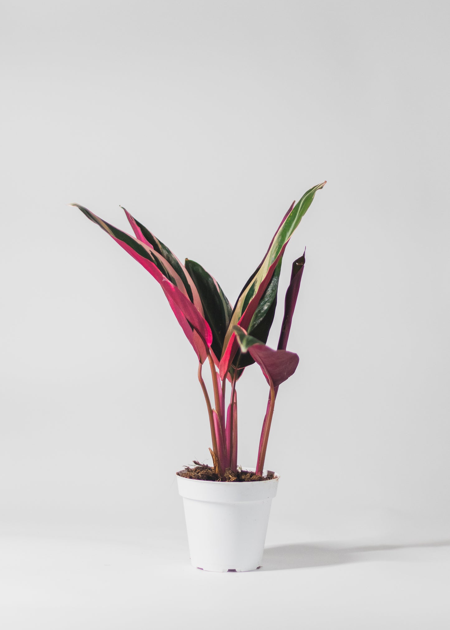 Stromanthe 'Triostar'