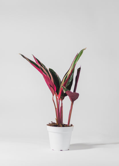 Stromanthe 'Triostar'