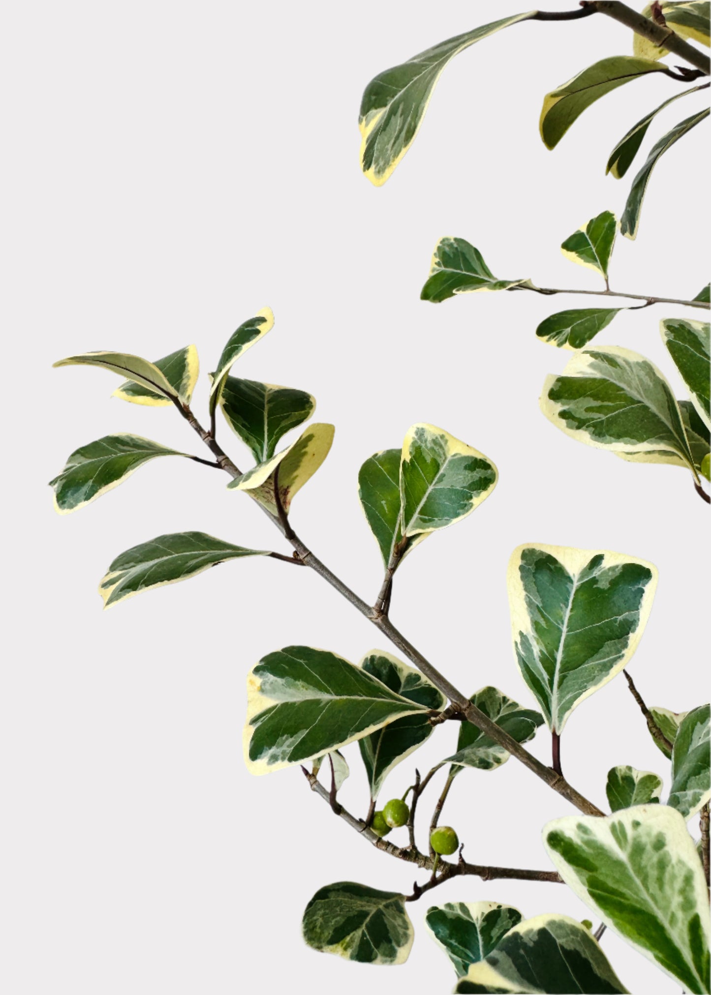 Ficus - Triangularis Variegated