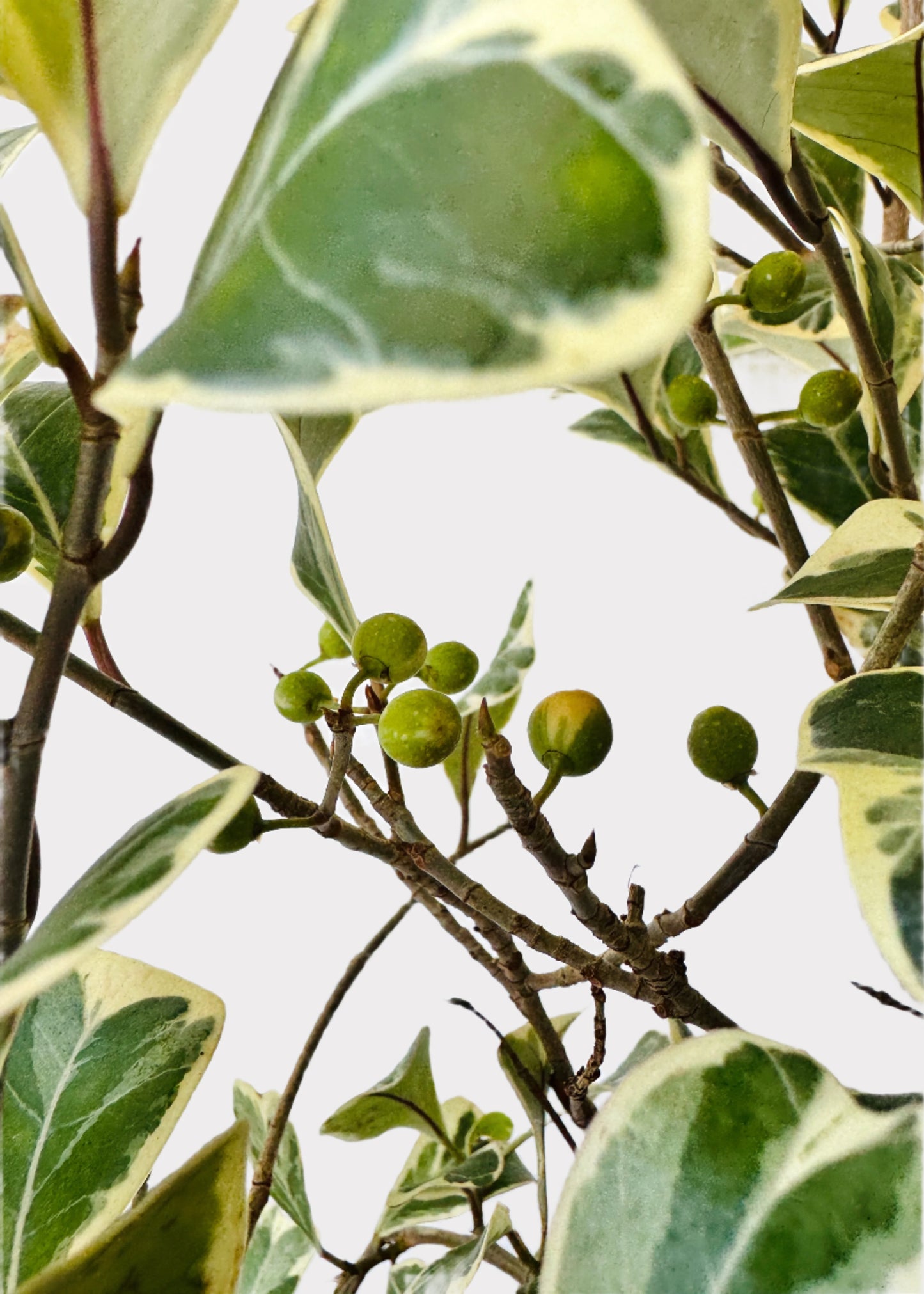 Ficus - Triangularis Variegated