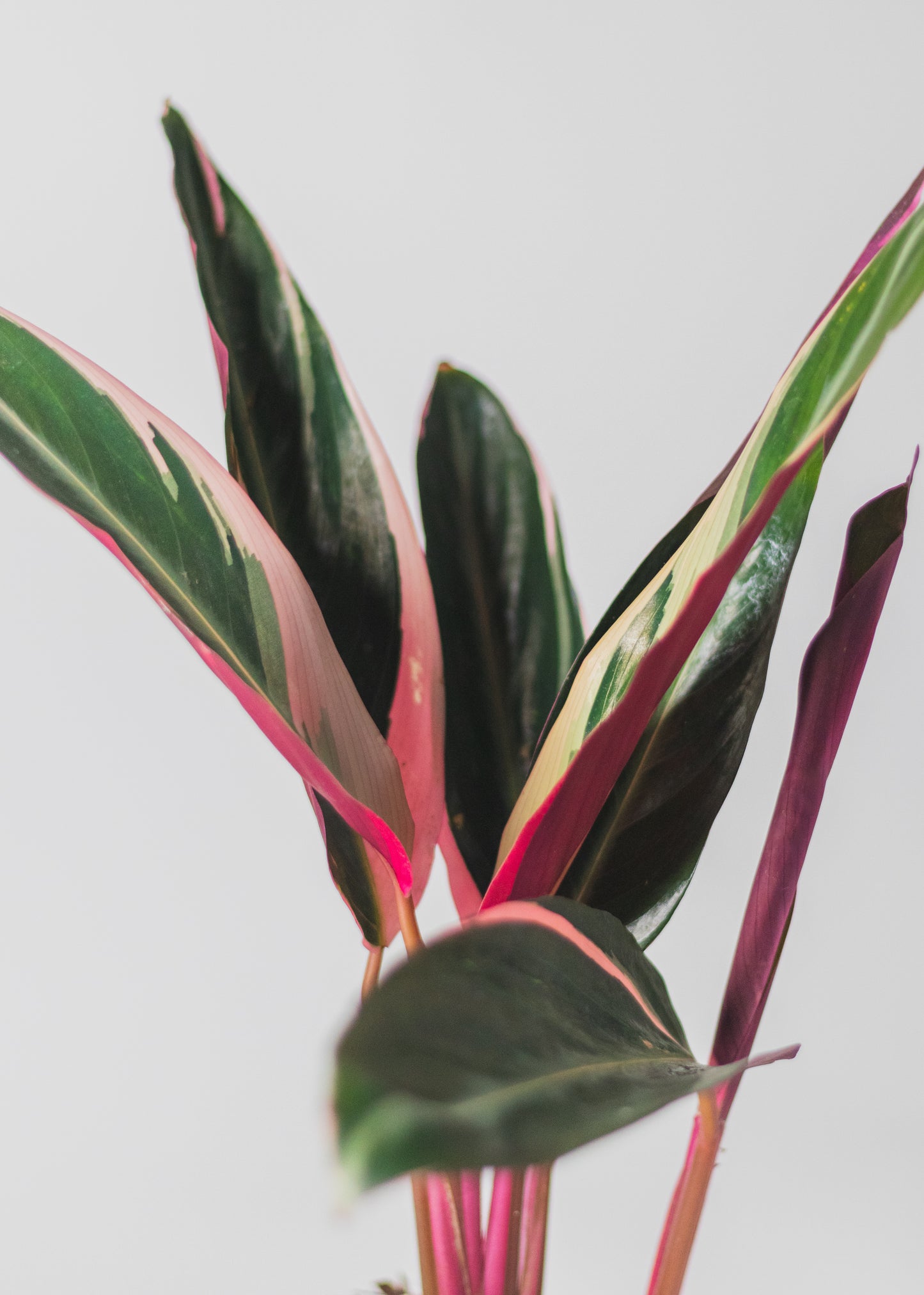 Stromanthe 'Triostar'
