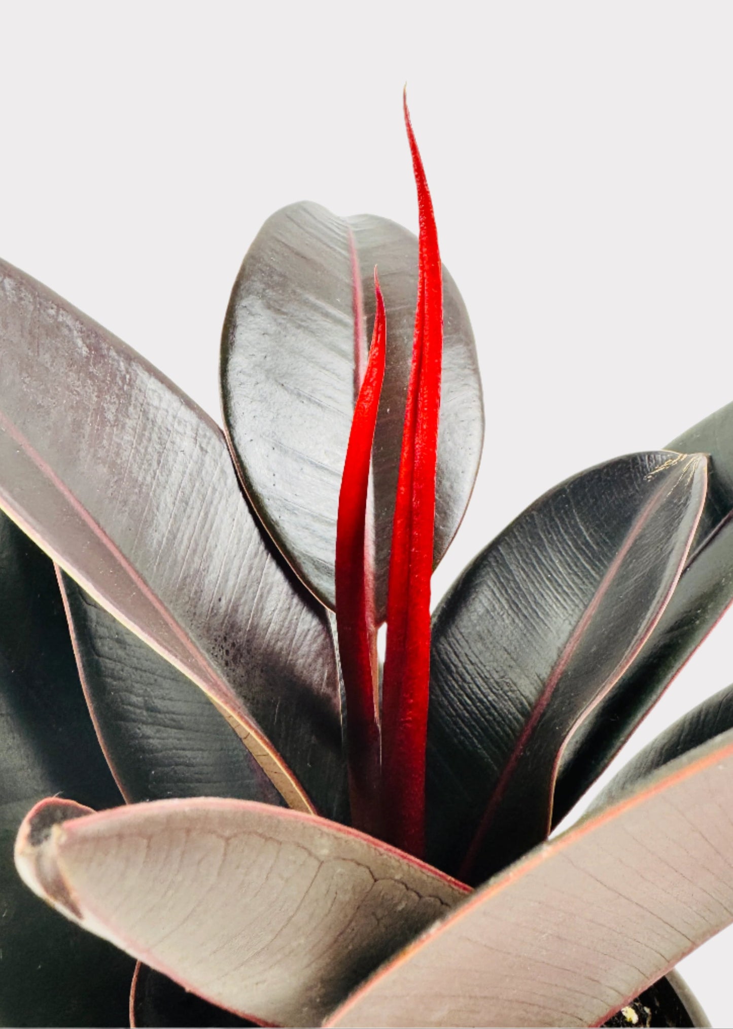 Ficus – Burgundy Rubber Plant