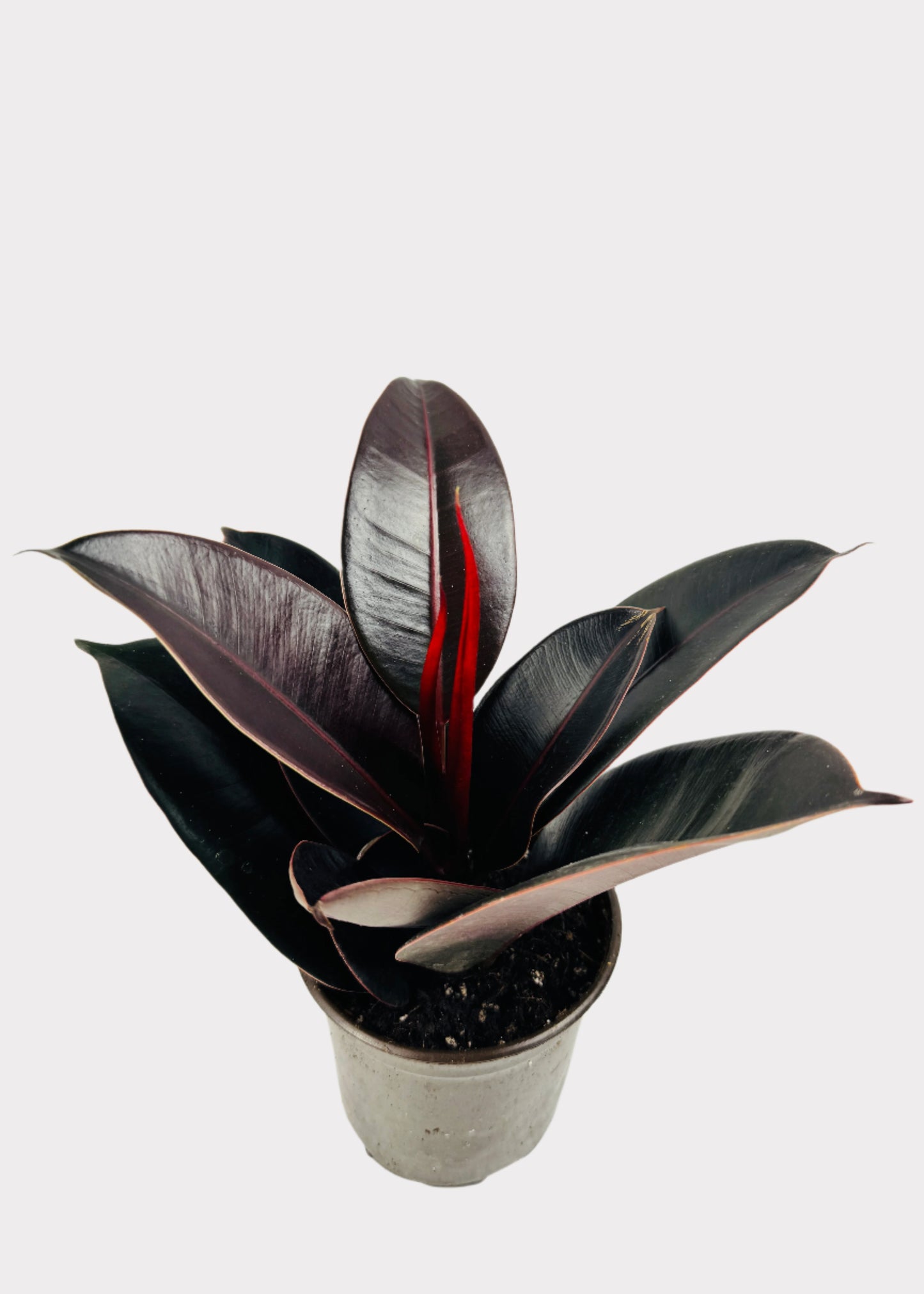 Ficus – Burgundy Rubber Plant