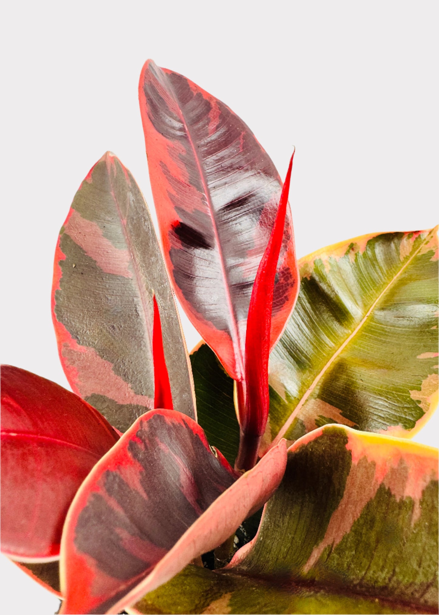 Ficus – Ruby Rubber Plant
