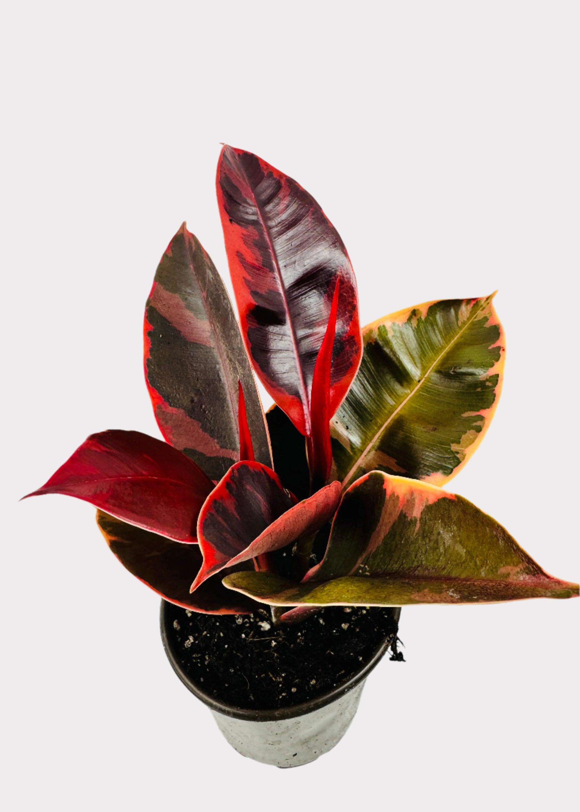 ruby red rubber tree Ficus – Ruby Rubber Plant – Rainbow