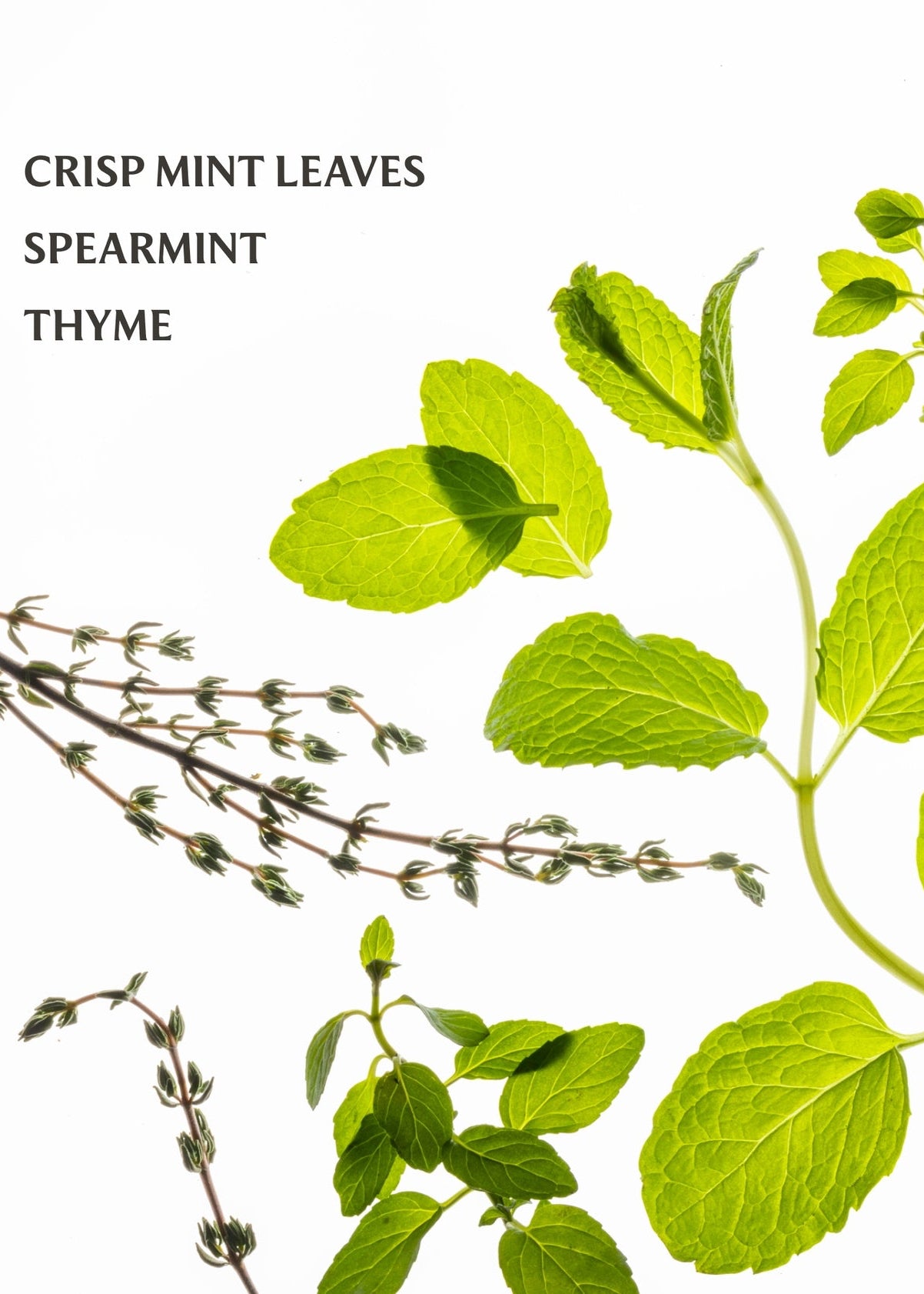 Illustration of mint leaves, spearmint, and thyme on a white background