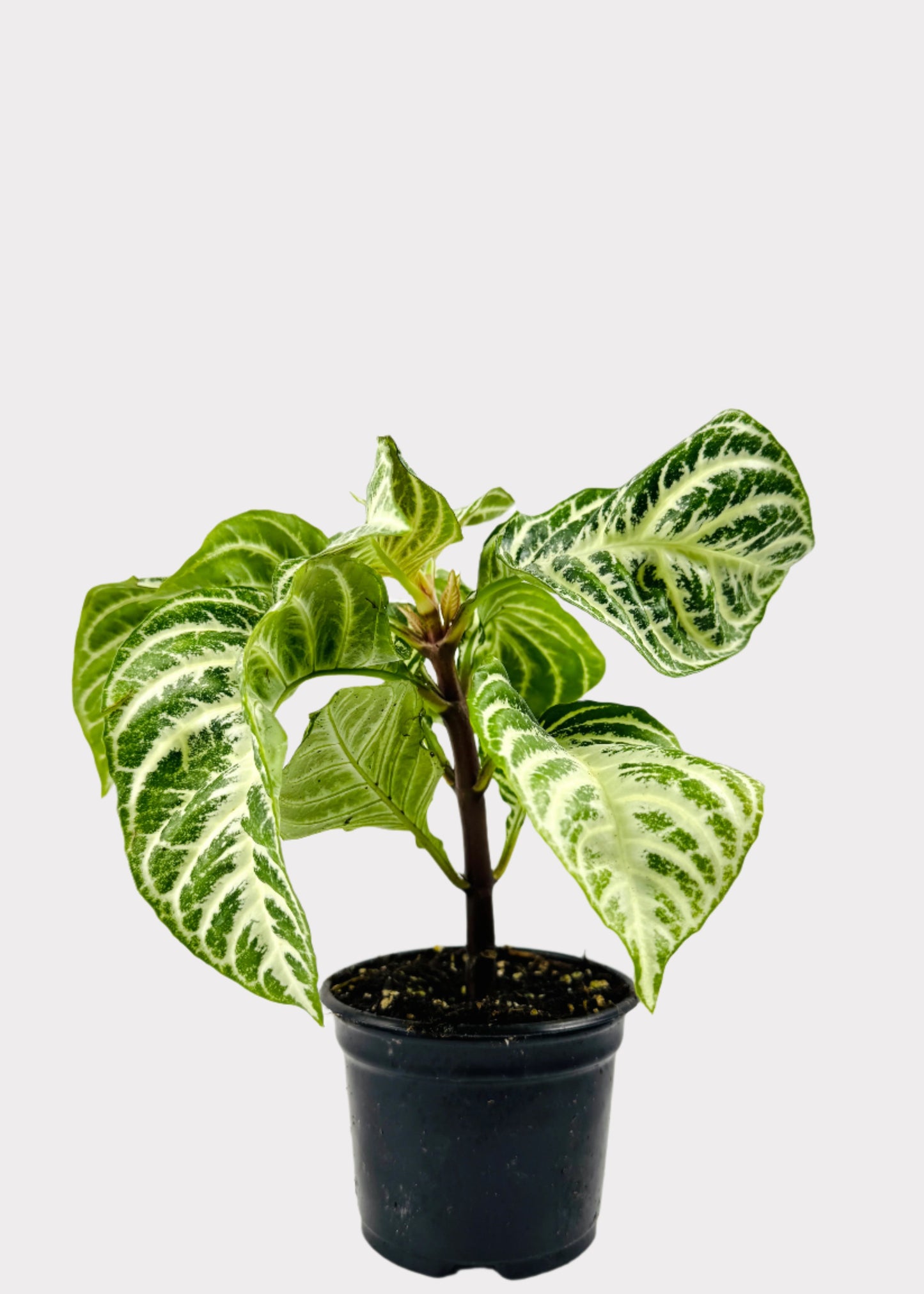 Zebra Plant Dania - Aphelandra Squarrosa Dania