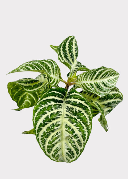 Zebra Plant Dania - Aphelandra Squarrosa Dania