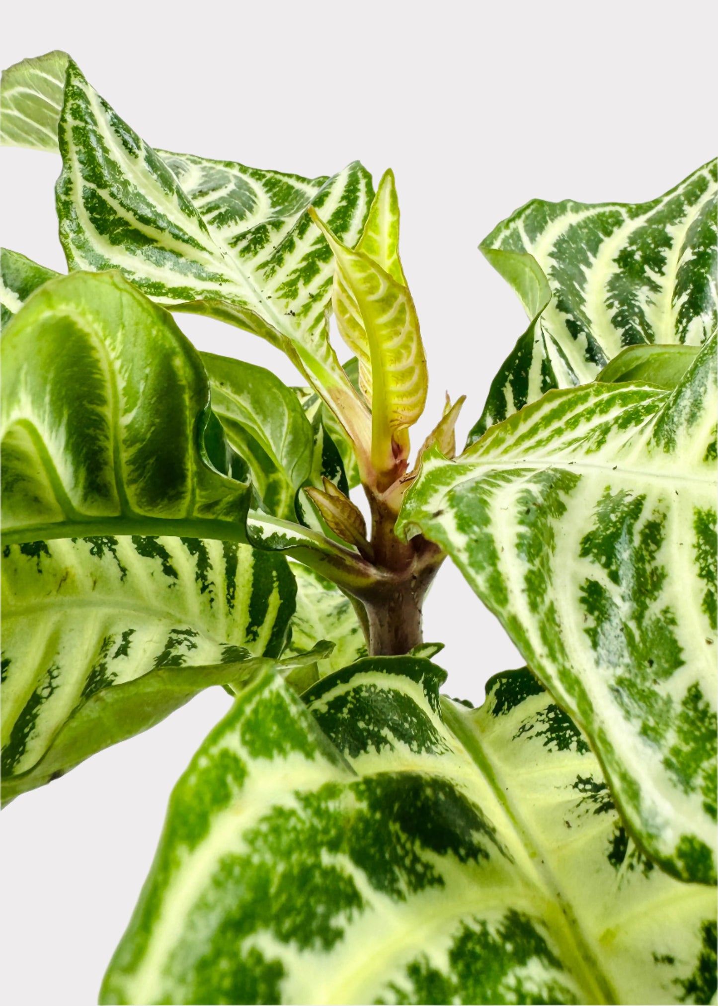 Zebra Plant Dania - Aphelandra Squarrosa Dania