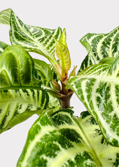 Zebra Plant Dania - Aphelandra Squarrosa Dania