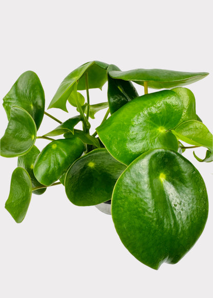 Peperomia - Raindrop
