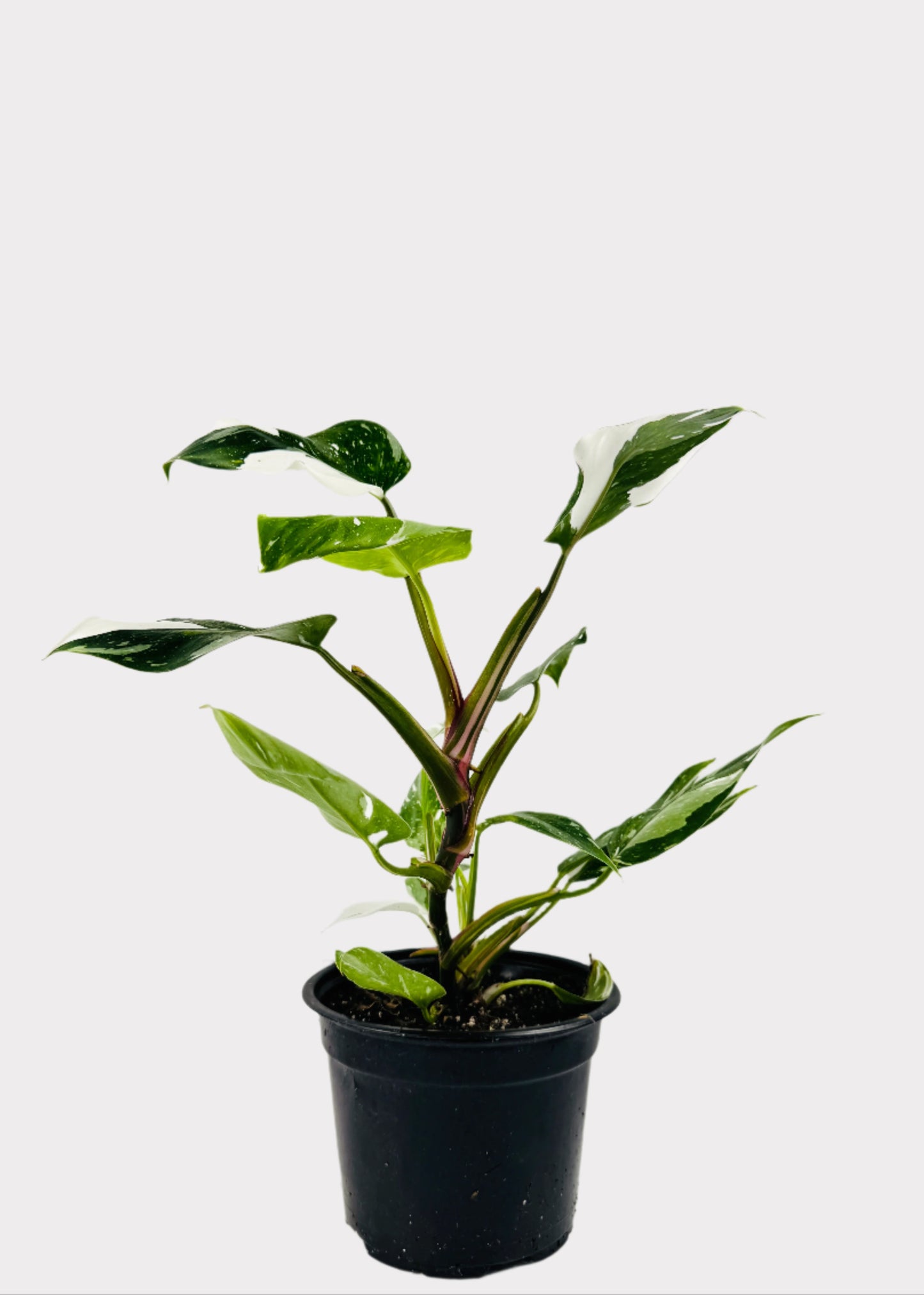 Philodendron - White Princess