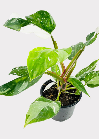 Philodendron - White Princess
