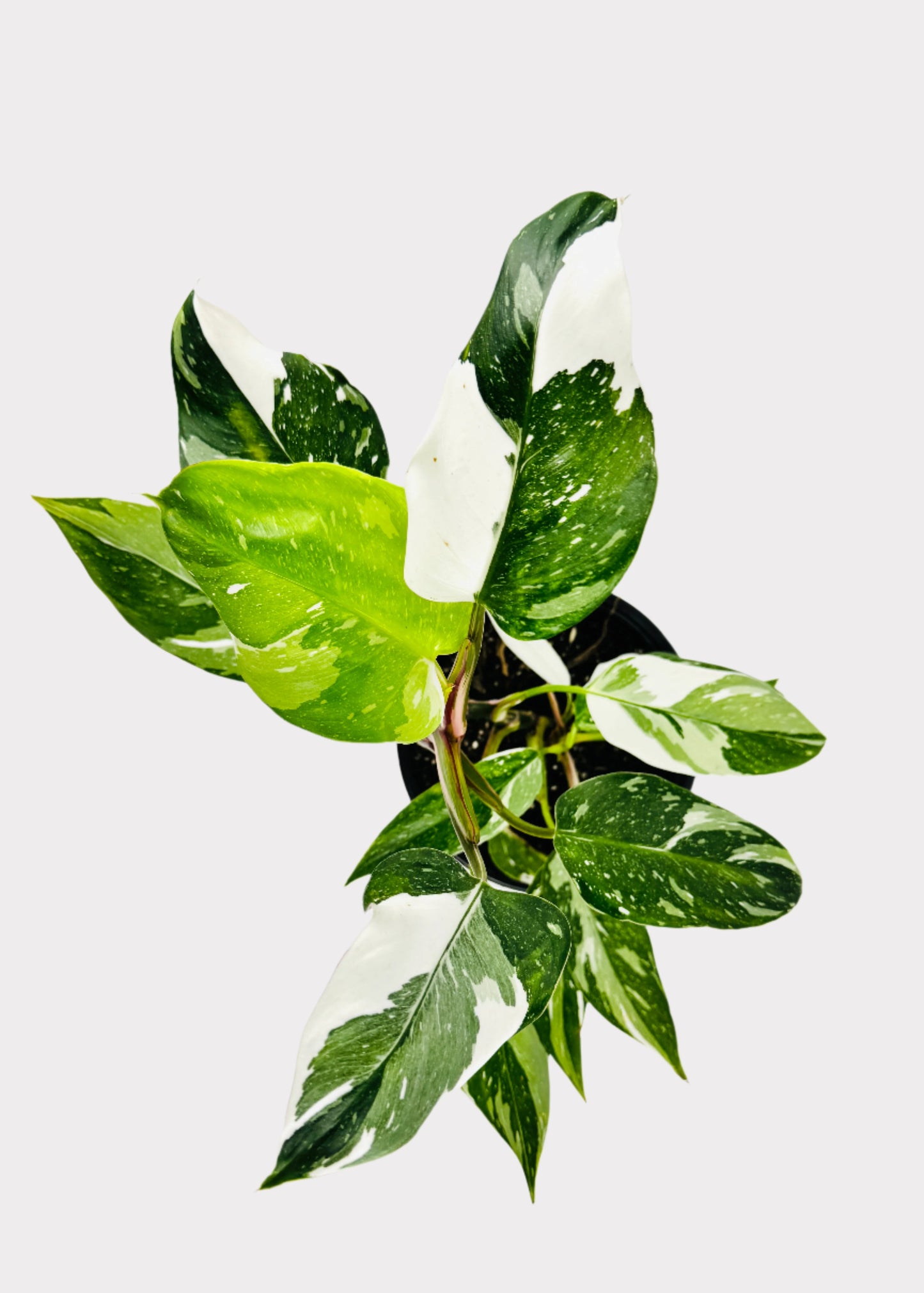 Philodendron - White Princess