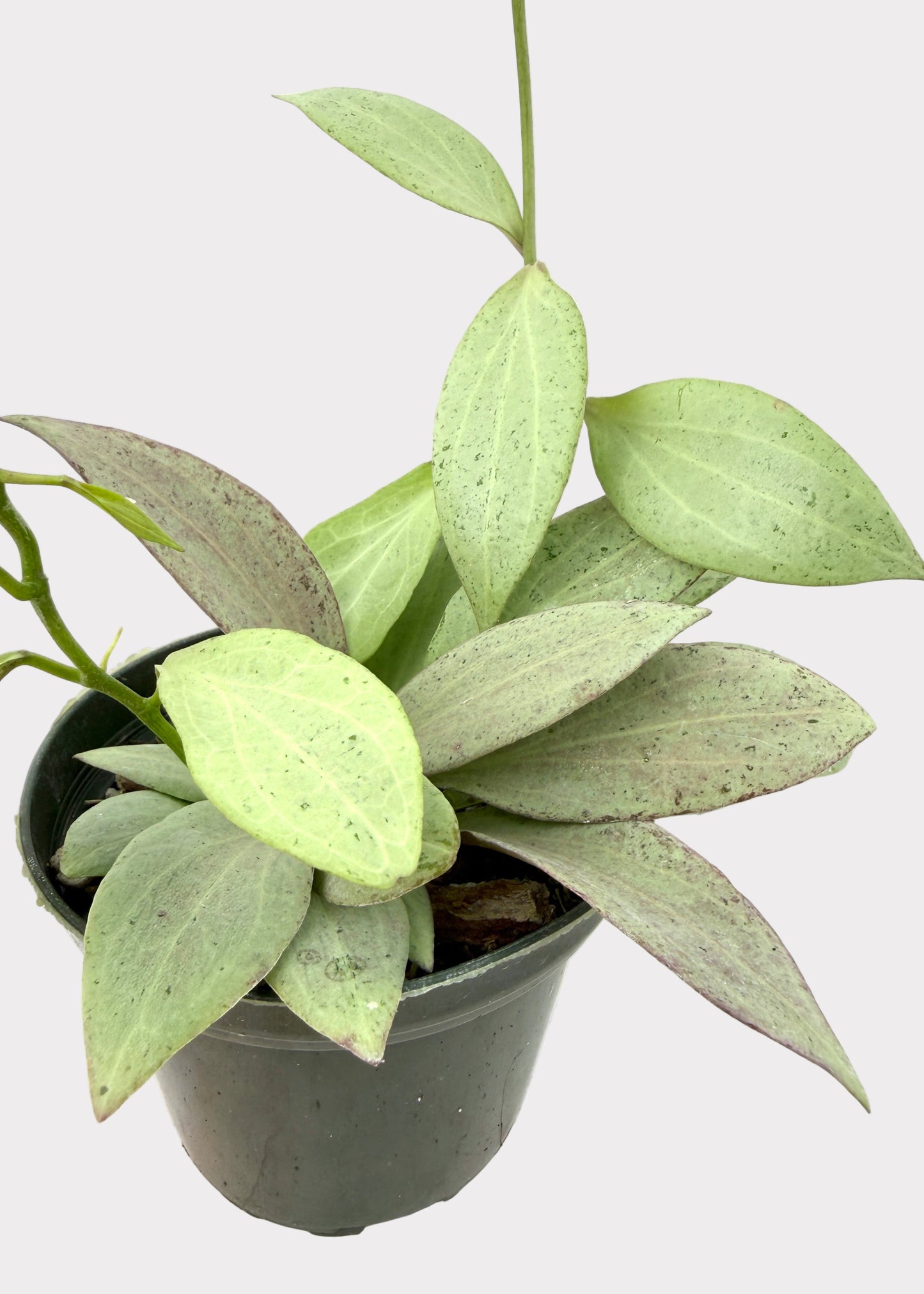 Hoya Pubicalyx Pink Silver Ghost