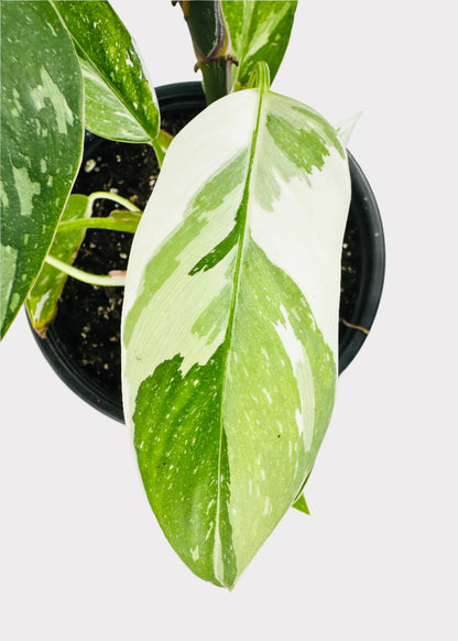 Philodendron - White Princess