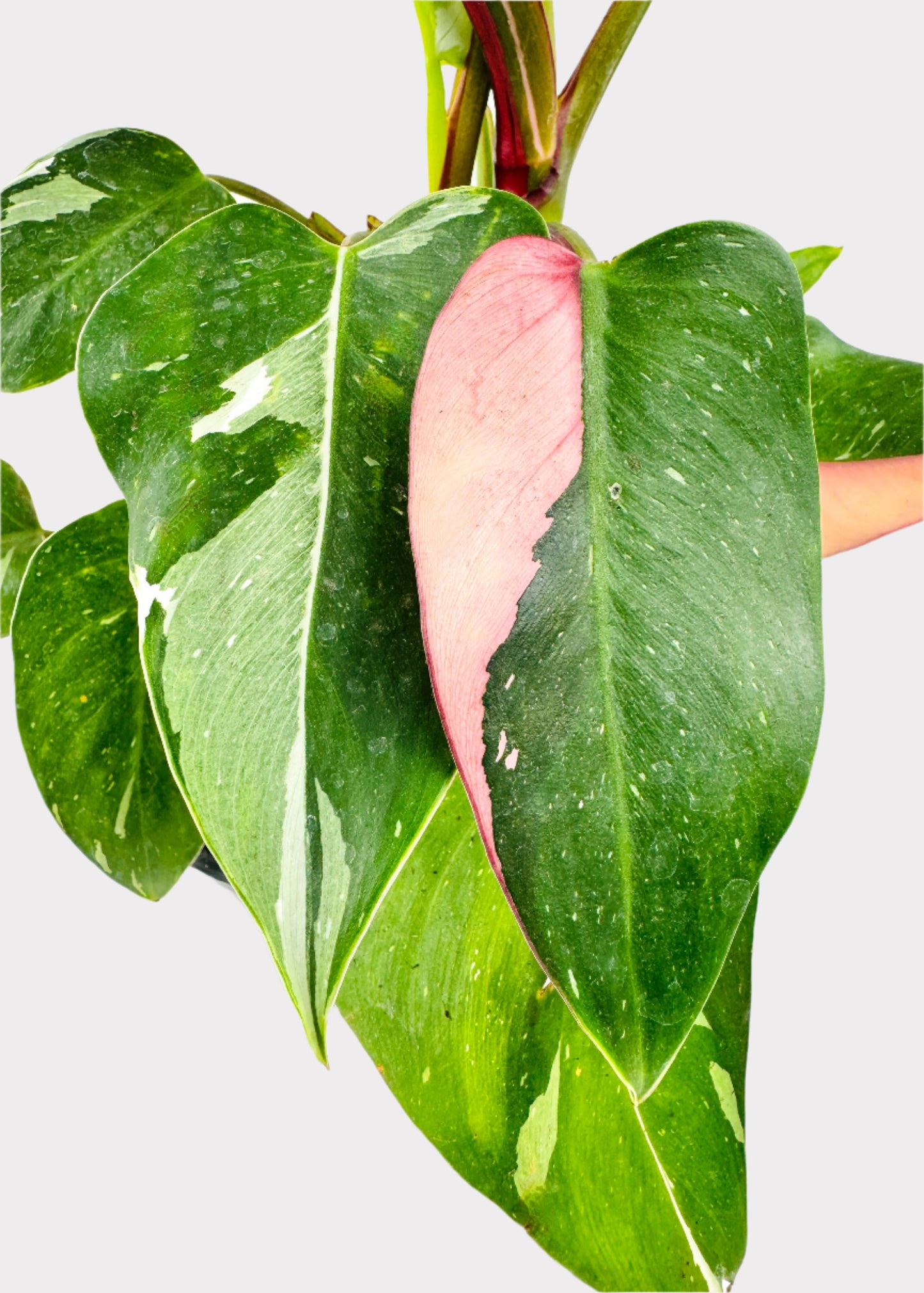 Philodendron - White Princess