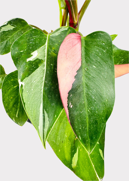 Philodendron - White Princess