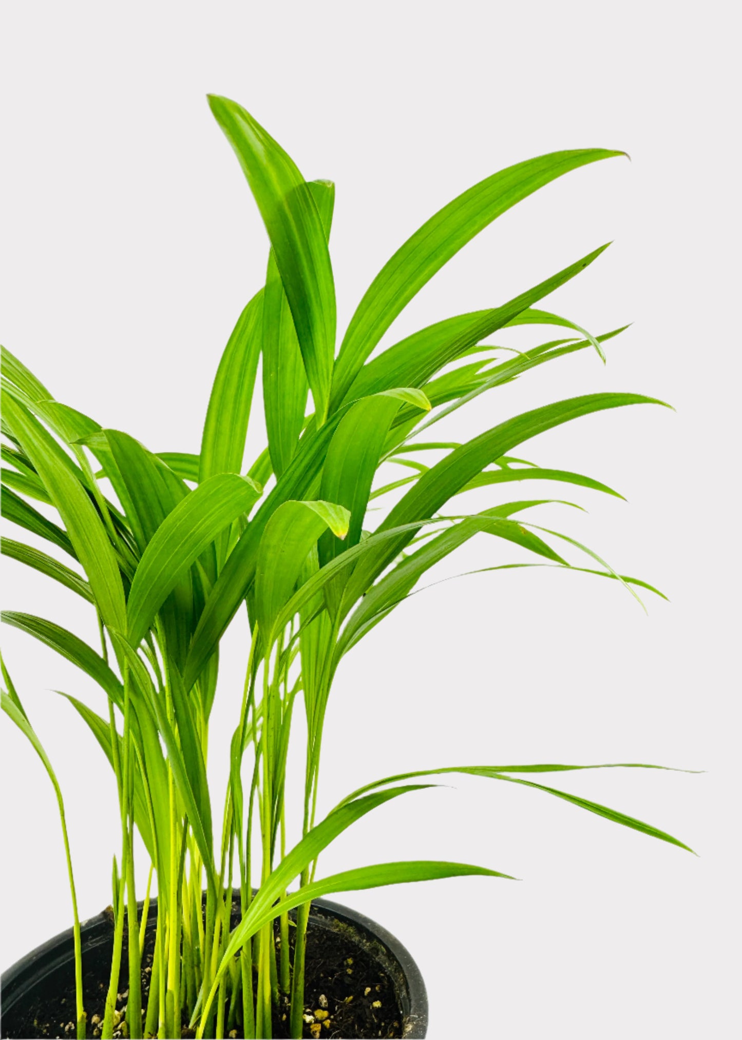 Areca – Butterfly Palm