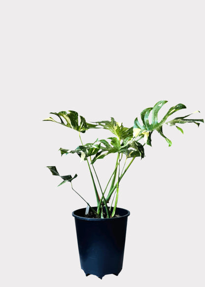 Monstera Deliciosa - Thai Constellation