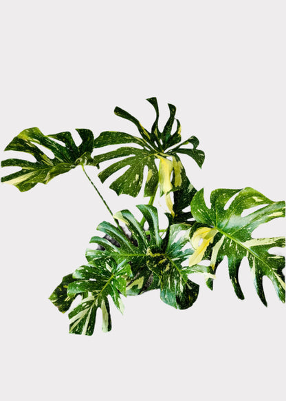Monstera Deliciosa - Thai Constellation
