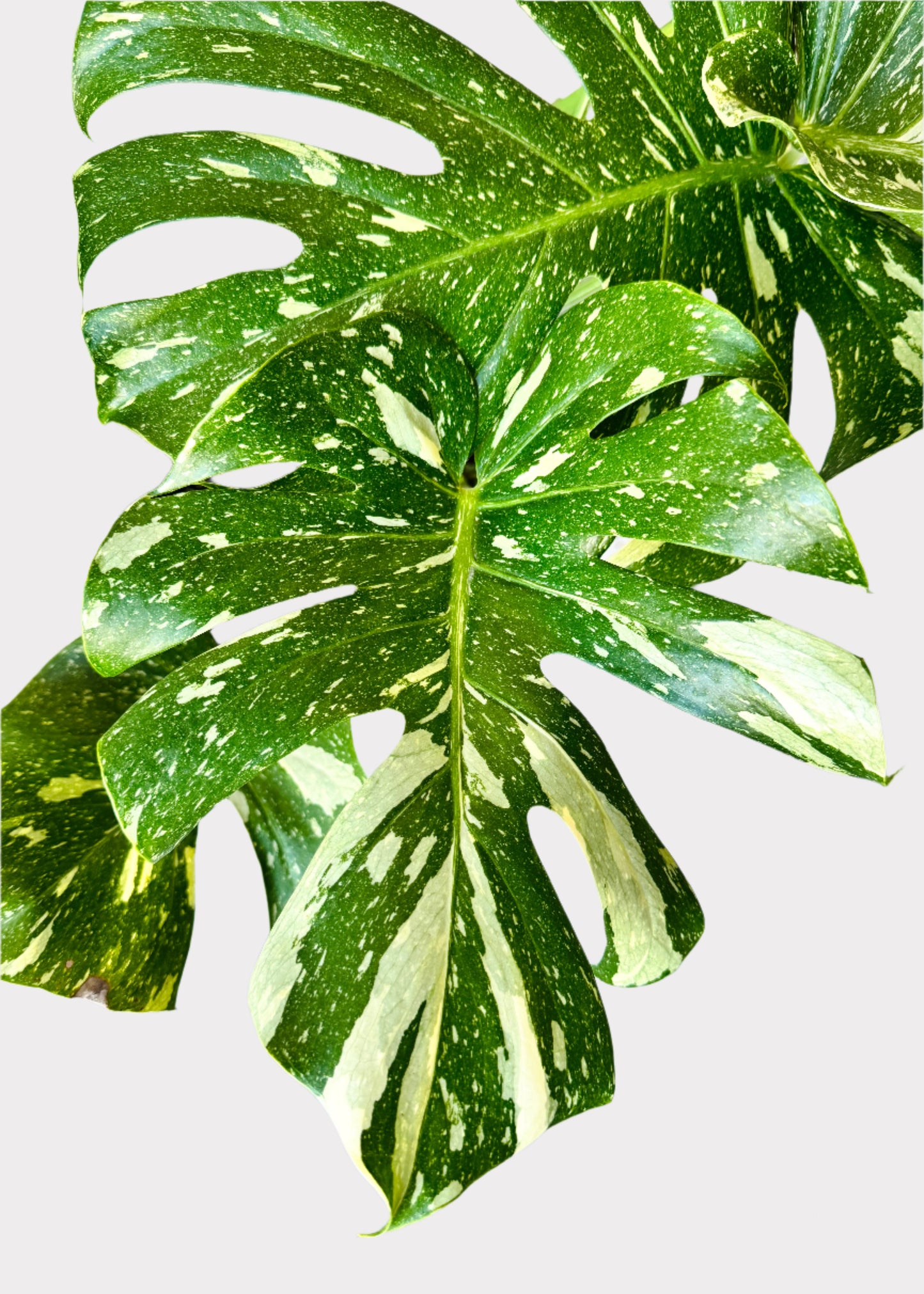 Monstera Deliciosa - Thai Constellation