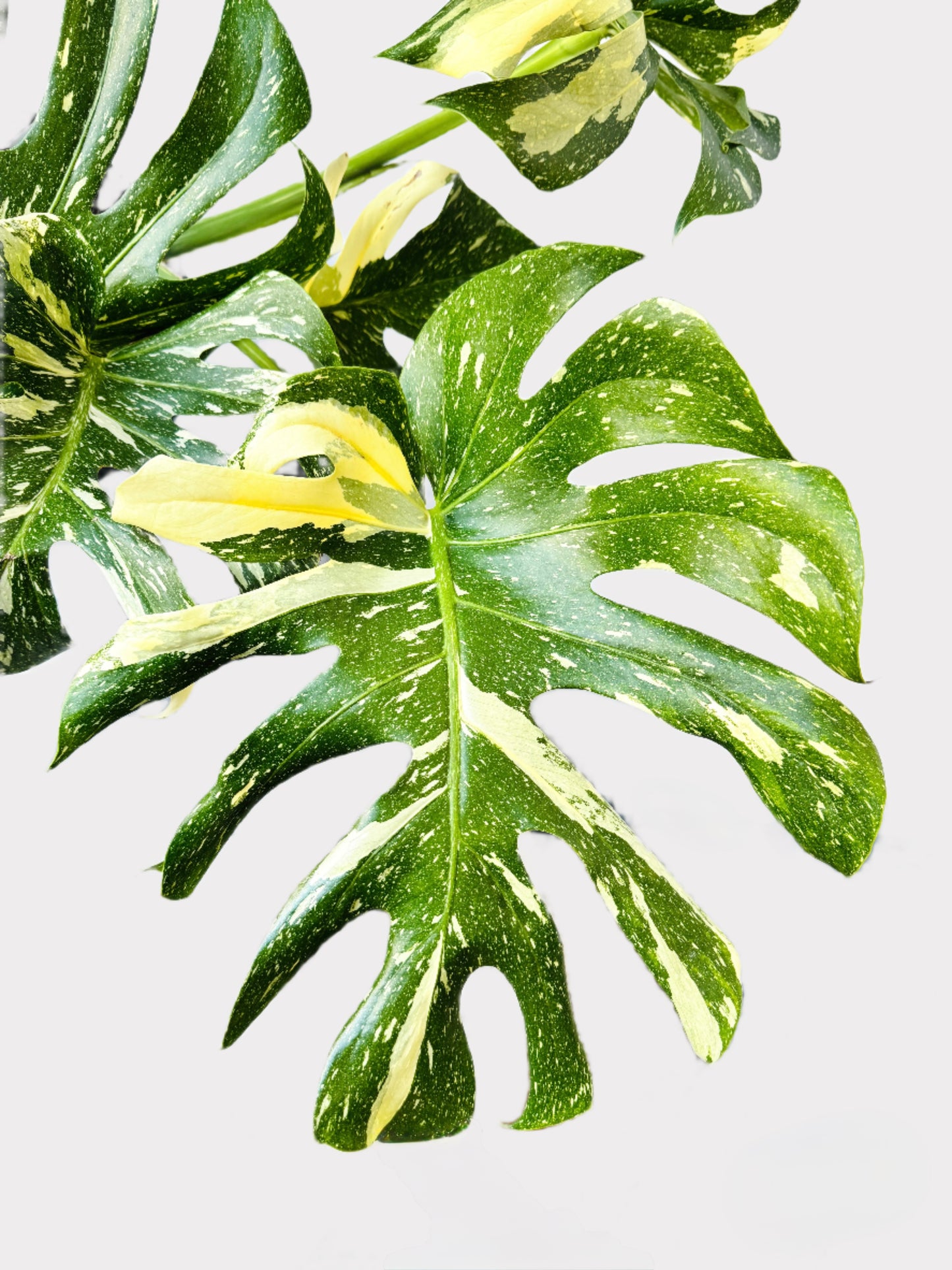 Monstera Deliciosa - Thai Constellation
