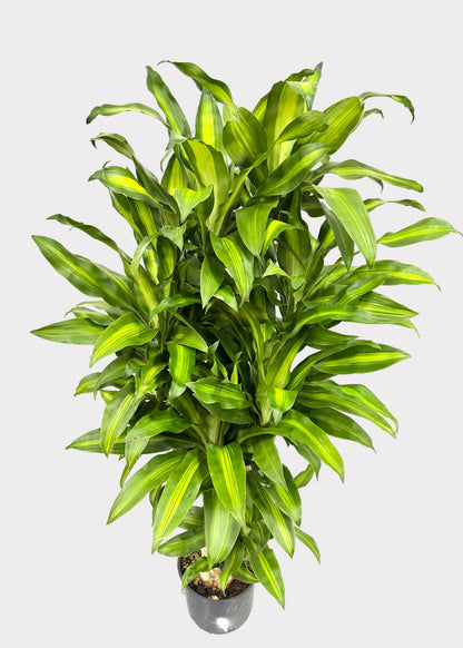 Dracaena – Massangeana Cane