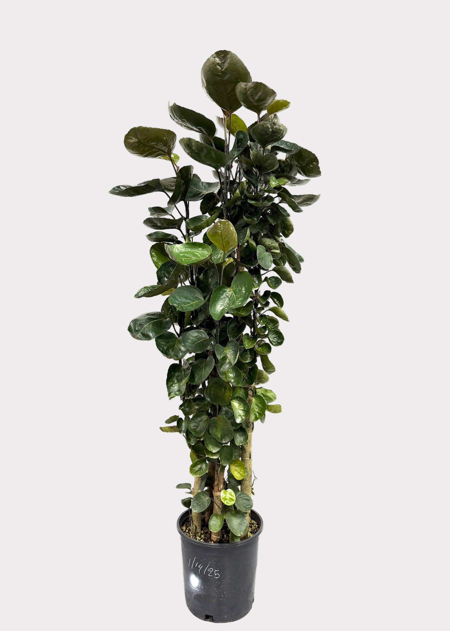 Aralia - Fabian (Cane)