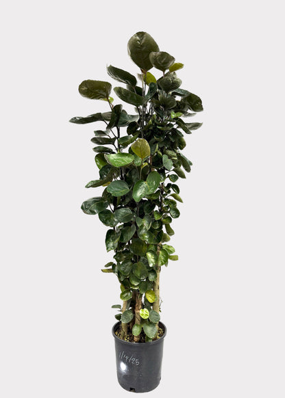 Aralia - Fabian (Cane)