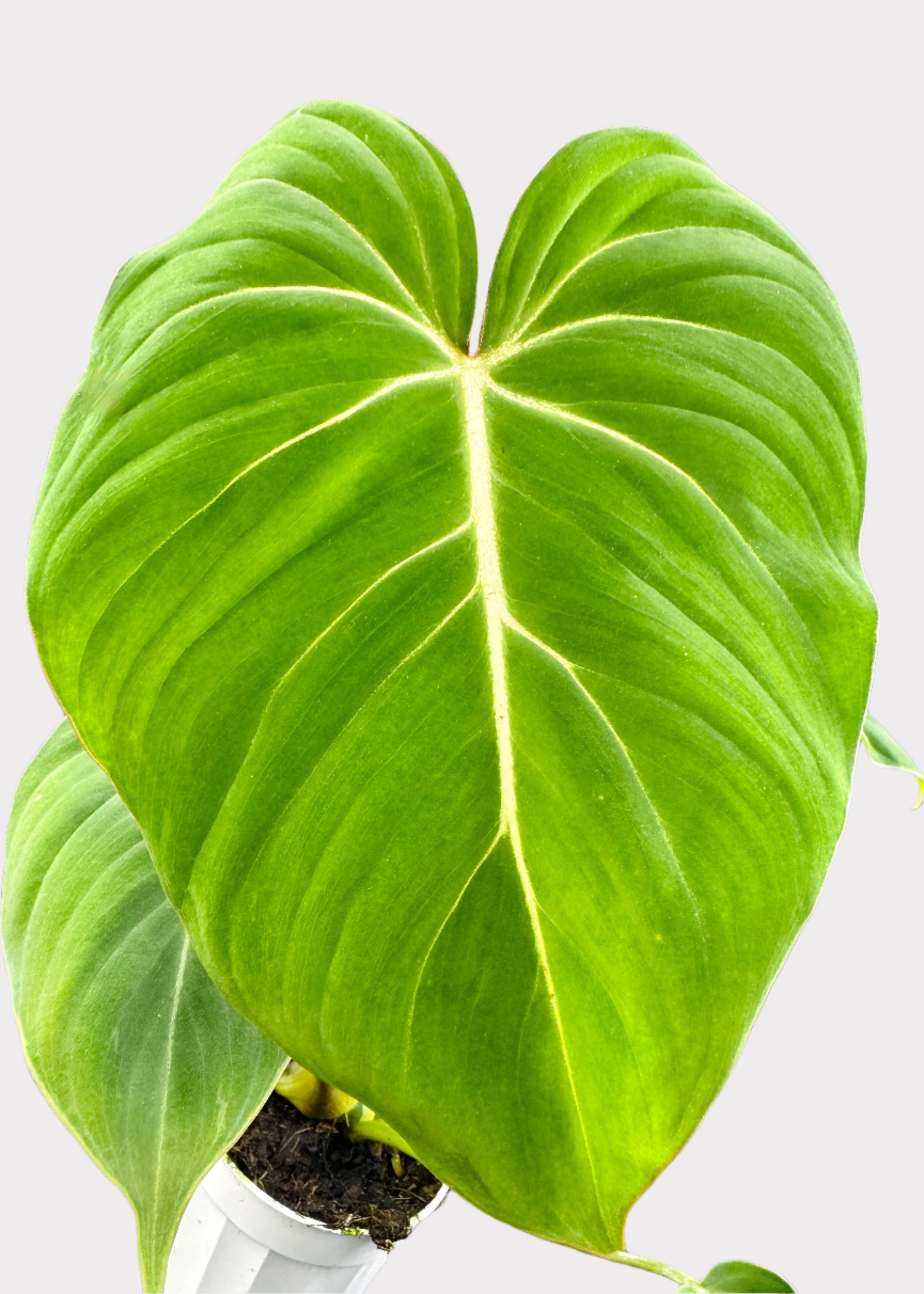 velvet leaf philodendron plant Philodendron