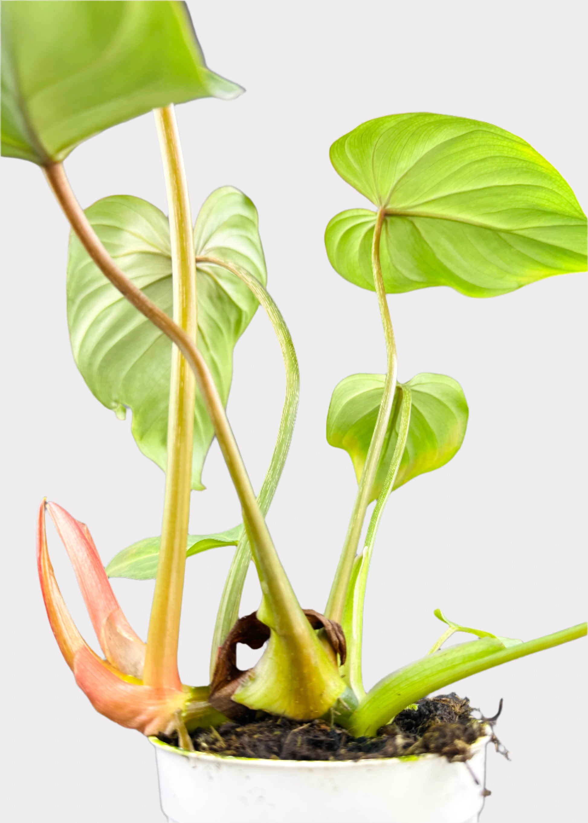 philodendron rainbow Philodendron