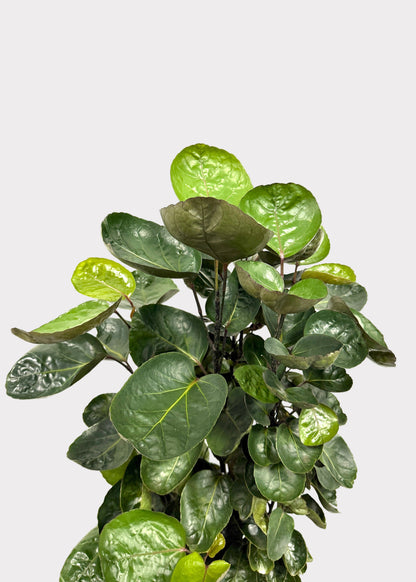 Aralia - Fabian (Cane)