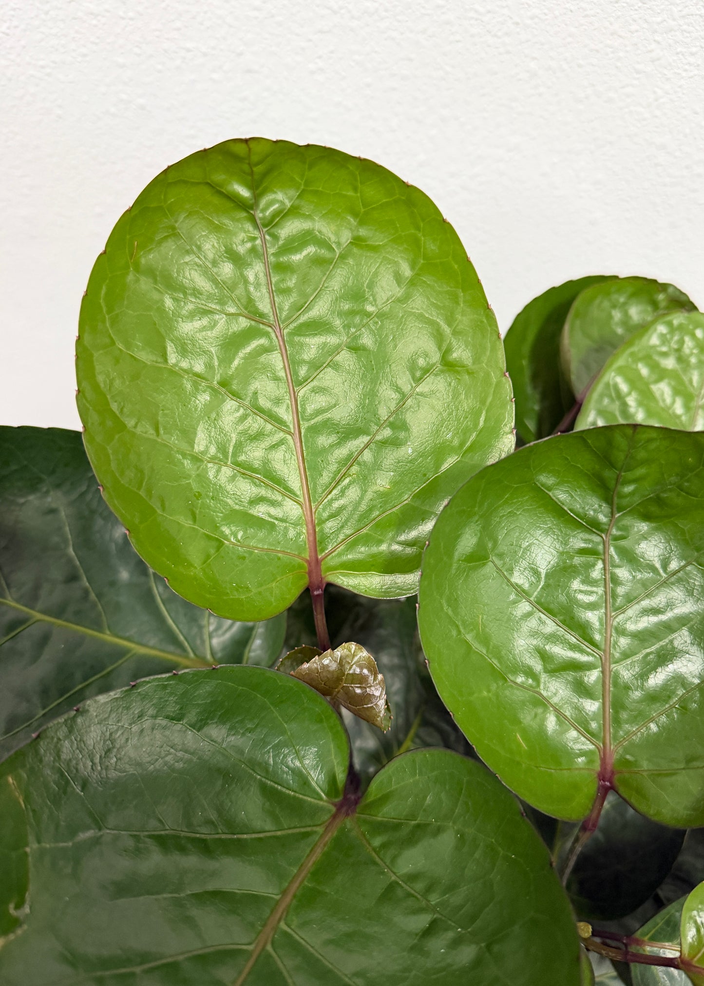 Aralia - Fabian (Cane)