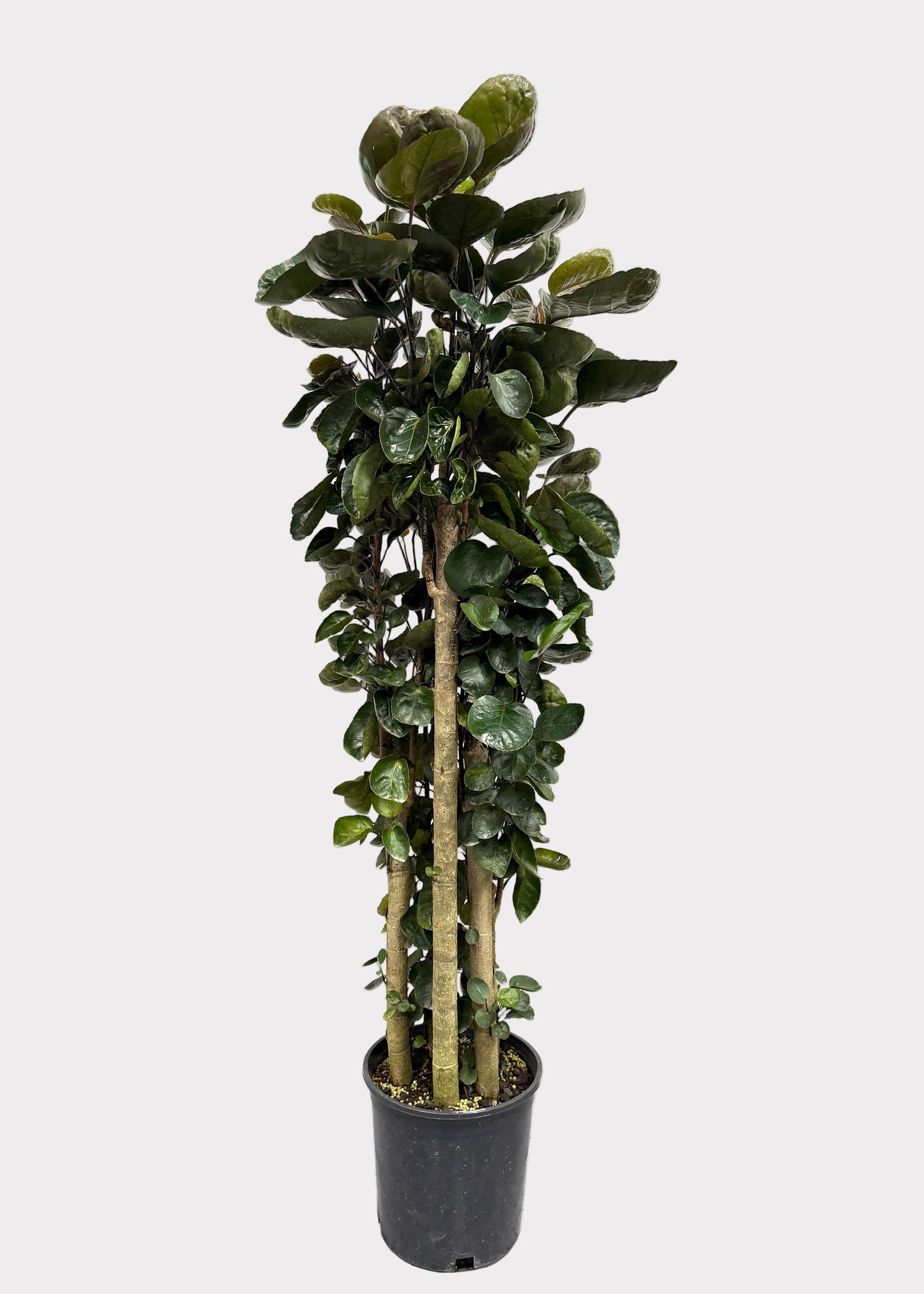 Aralia - Fabian (Cane)