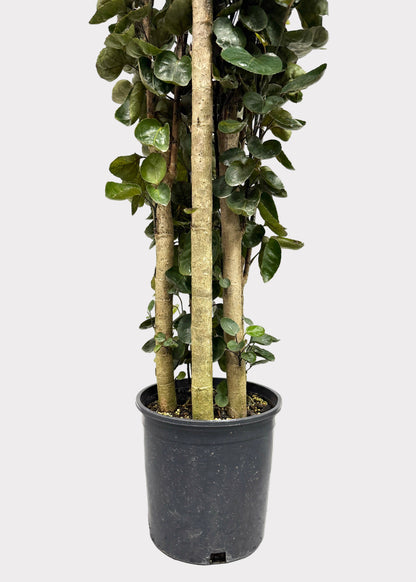 Aralia - Fabian (Cane)