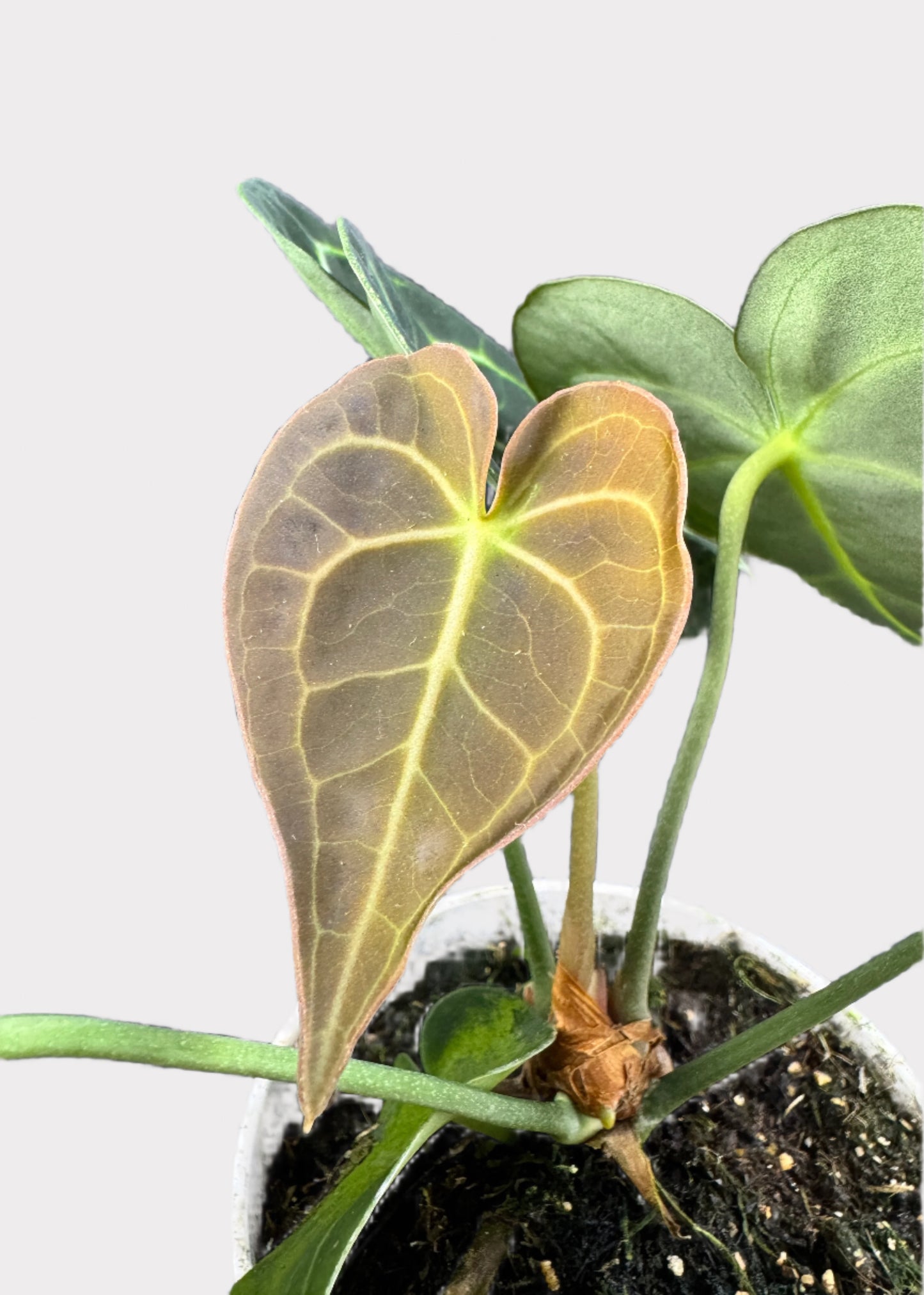 Anthurium – Claverinum