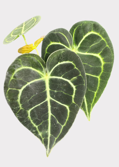 Anthurium – Claverinum