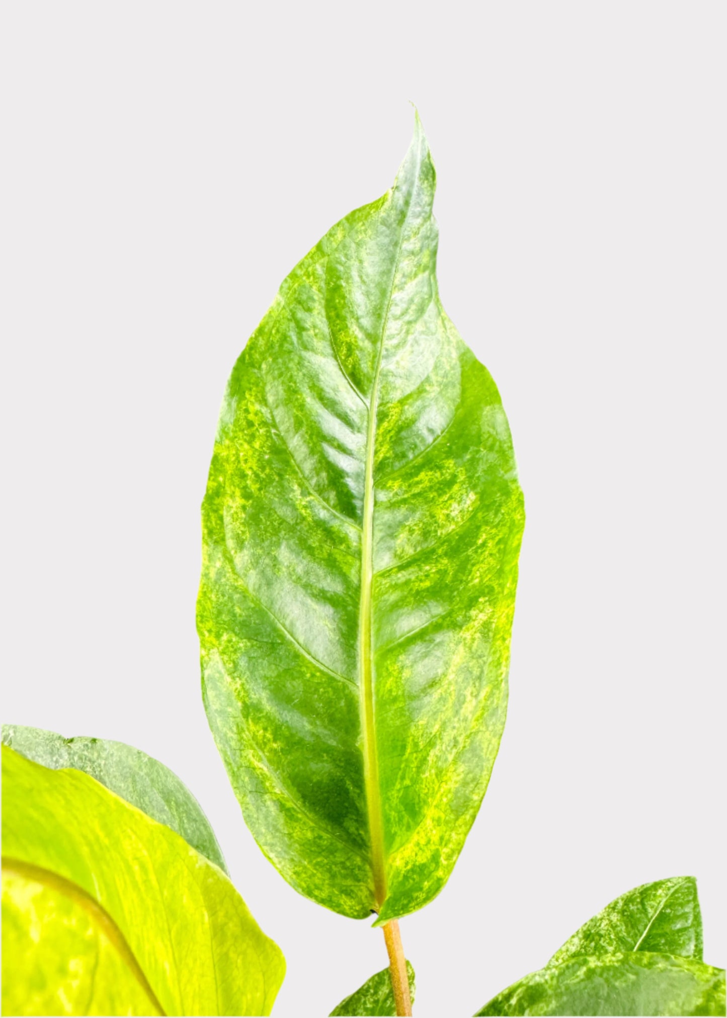 Anthurium - Hookeri Variegated