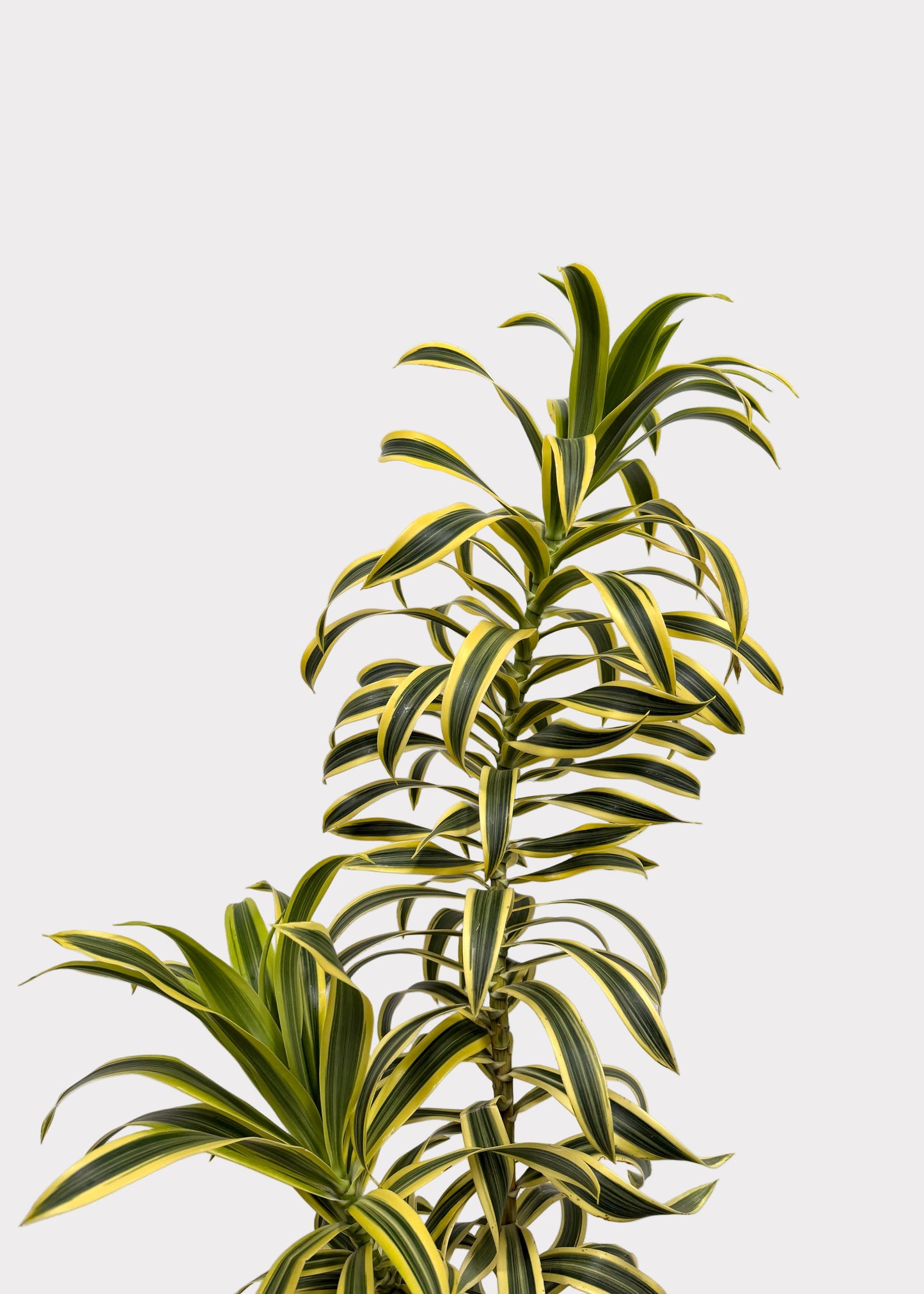 Dracaena Reflexa ‘Variegata’