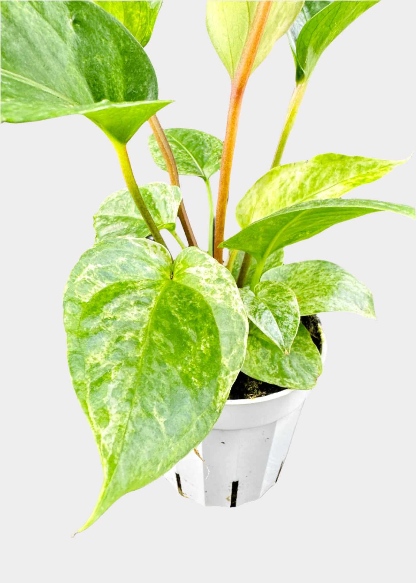 Anthurium - Hookeri Variegated