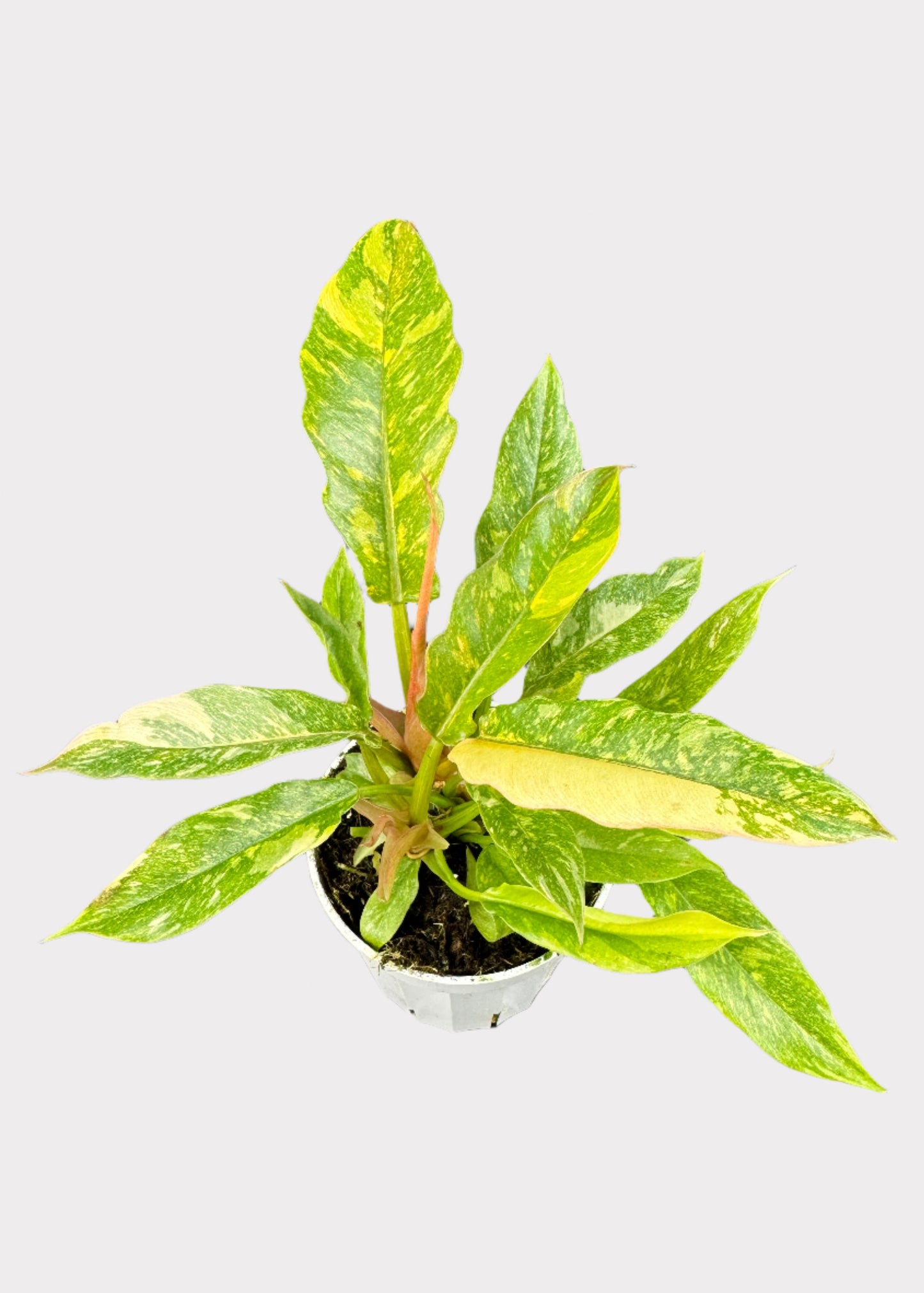 Philodendron - Ring of Fire Variegated