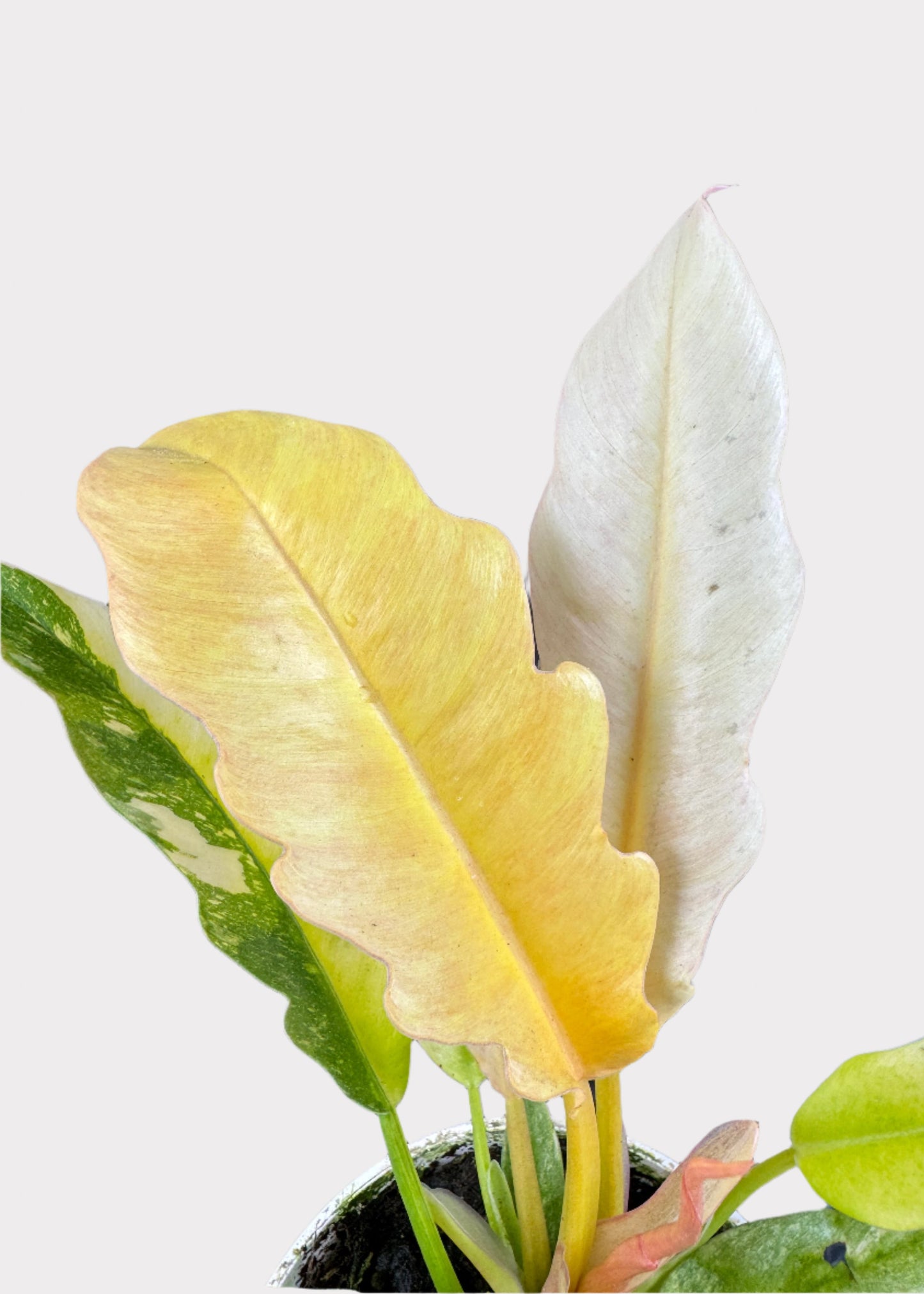 Philodendron - Ring of Fire Variegated