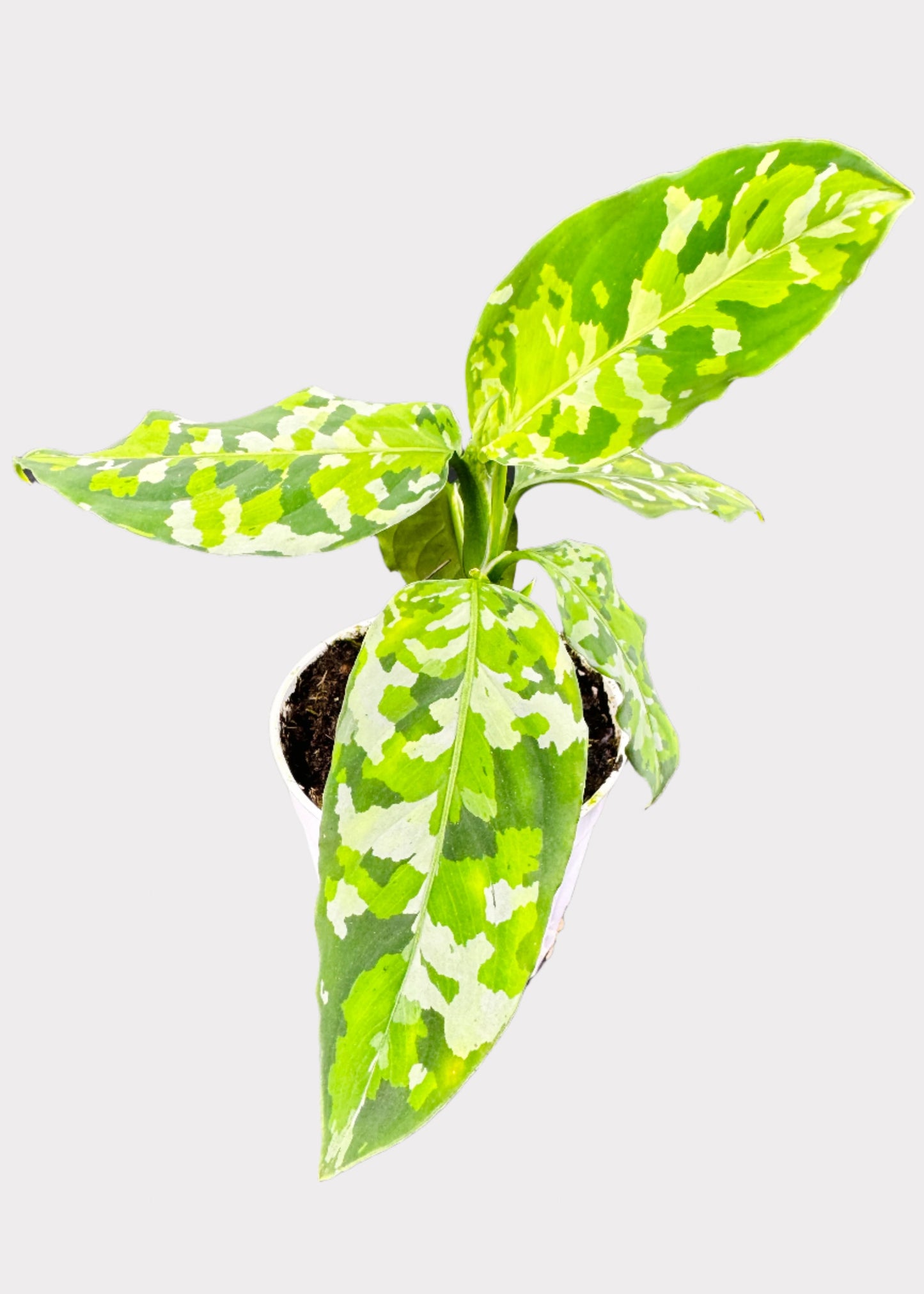 Chinese Evergreen - Pictum Tricolor