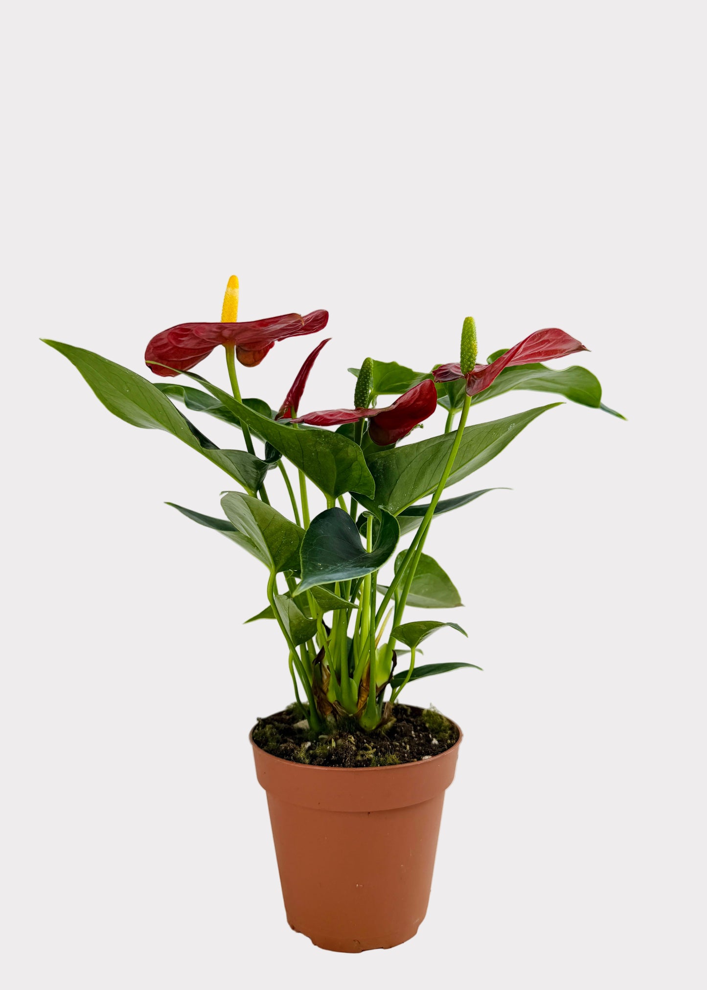 Anthurium Andraeanum - Alabama Red