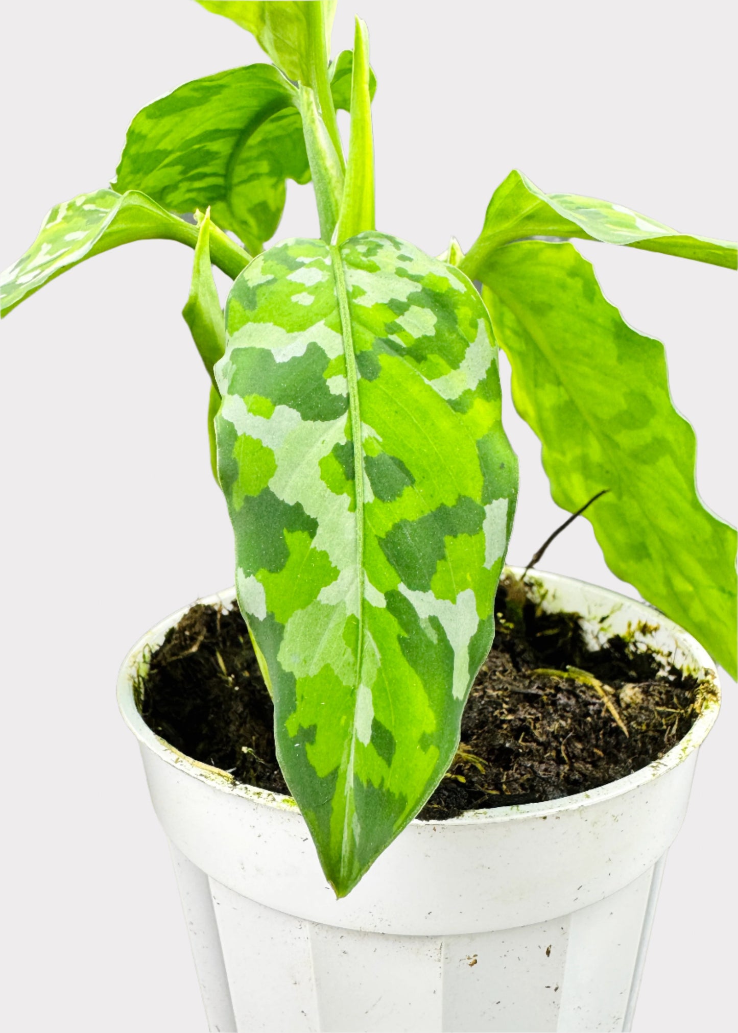 Chinese Evergreen - Pictum Tricolor