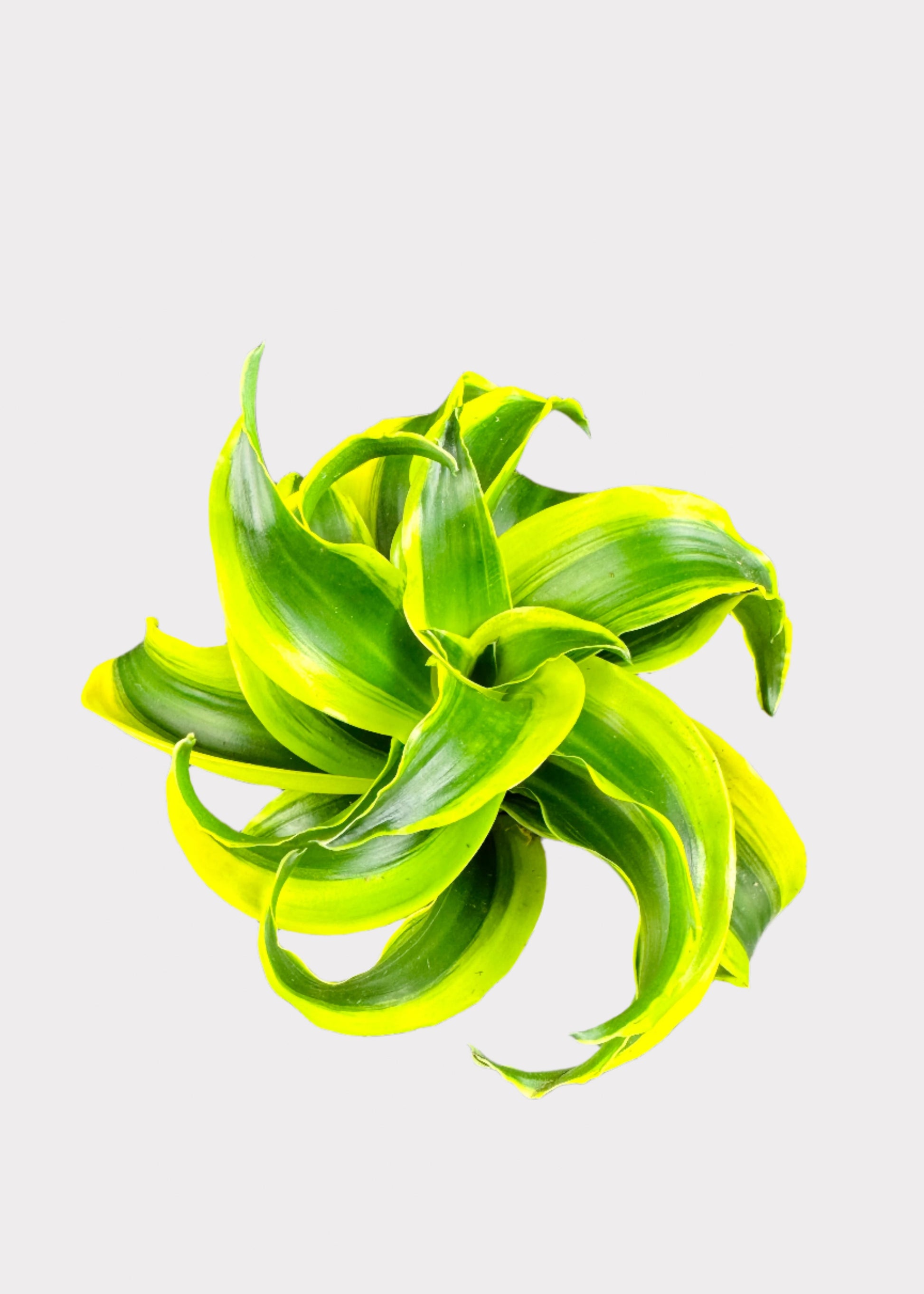 dracaena yellow tornado Dracaena – Tornado – Rainbow