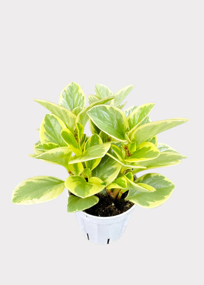 Peperomia - Variegated Baby Rubber Plant