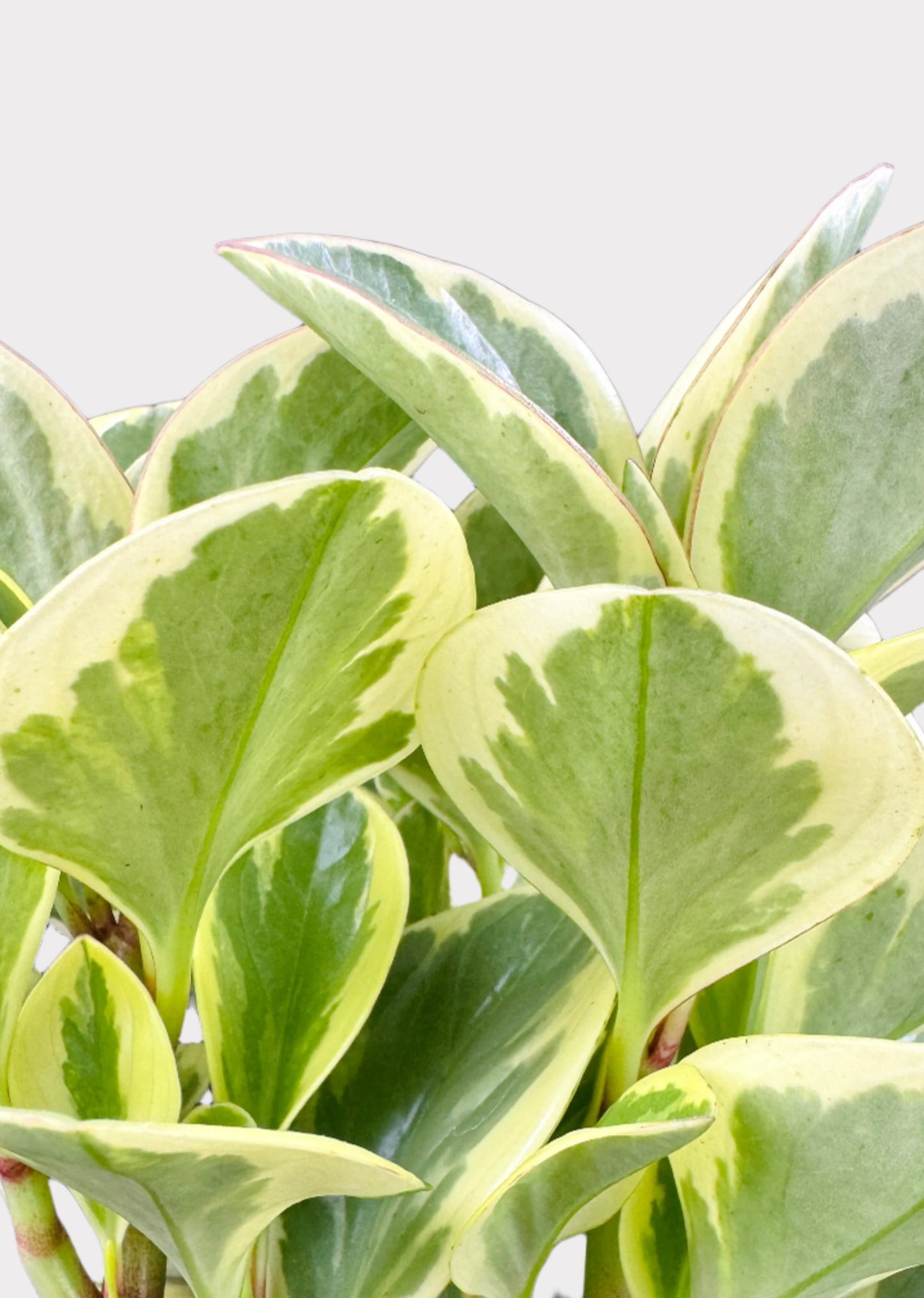 Peperomia - Variegated Baby Rubber Plant